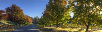 Autumn Drive - VIC (PBH4 00 13239)